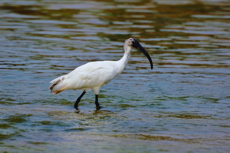 Navegaon National Park in Gondia
