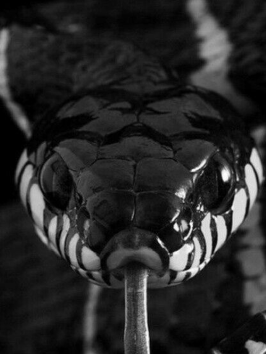 World Snake Day: Most poisonous Snakes | Times Now