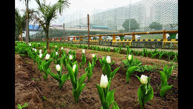 Three lakh imported tulip buds to be planted in Delhi parks, given to RWAs