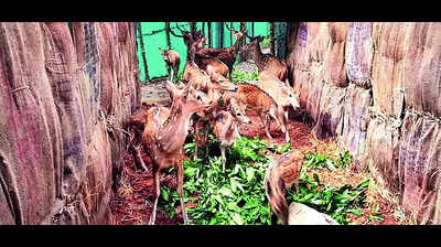 12 deer translocated to Debrigarh