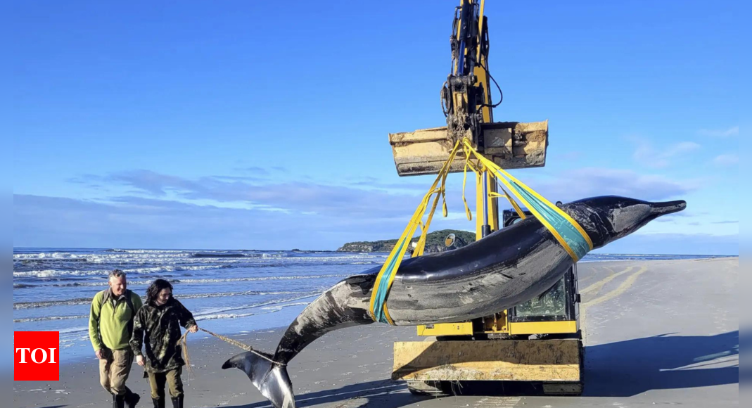 New Zealand: ‘World’s rarest whale’ washes ashore – Times of India