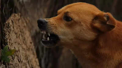 Toddler mauled to death by stray dogs in Hyderabad