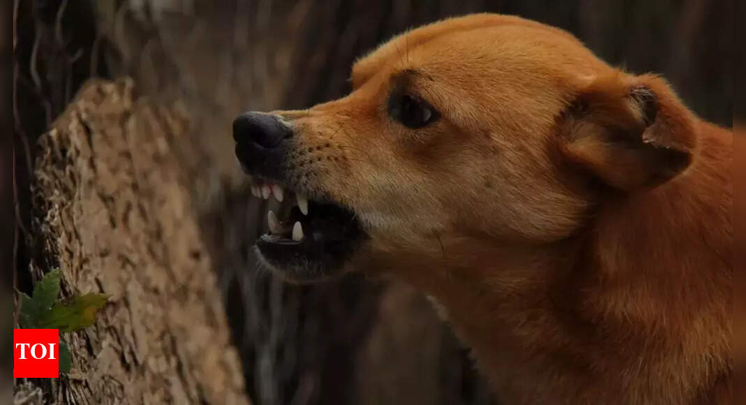 Toddler mauled to death by stray dogs in Hyderabad | Hyderabad News ...