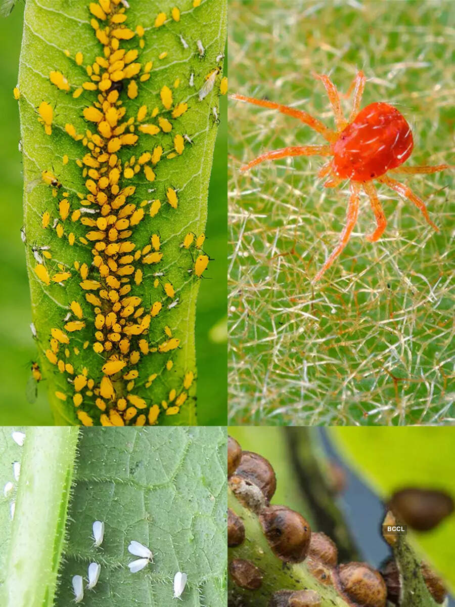 Common Insects Found In Home Plants And Their Harmful Effects 