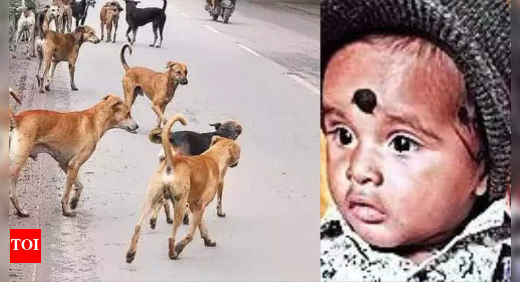 Pack of stray dogs maul 18-month-old to death in Hyderabad | Hyderabad ...