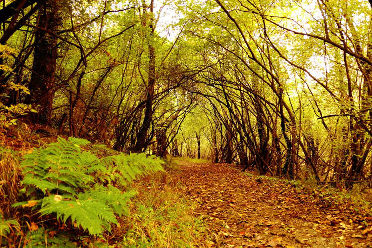 Dachigam National Park, Jammu and Kashmir