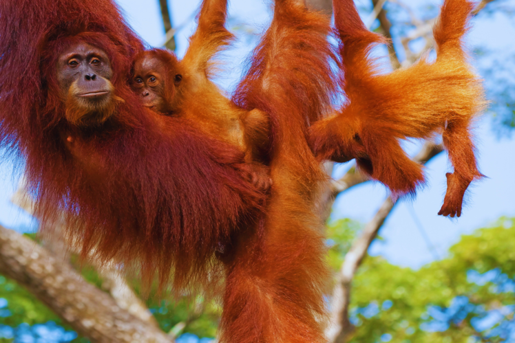 Borneo Rainforest, Malaysia and Indonesia