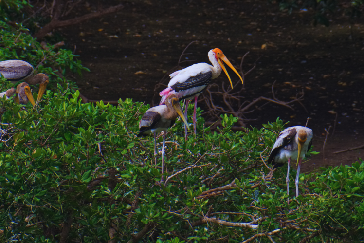 Vedanthangal Bird Sanctuary