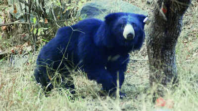 Sariska un‘bear’able! Sloth bear programme falters in tiger reserve