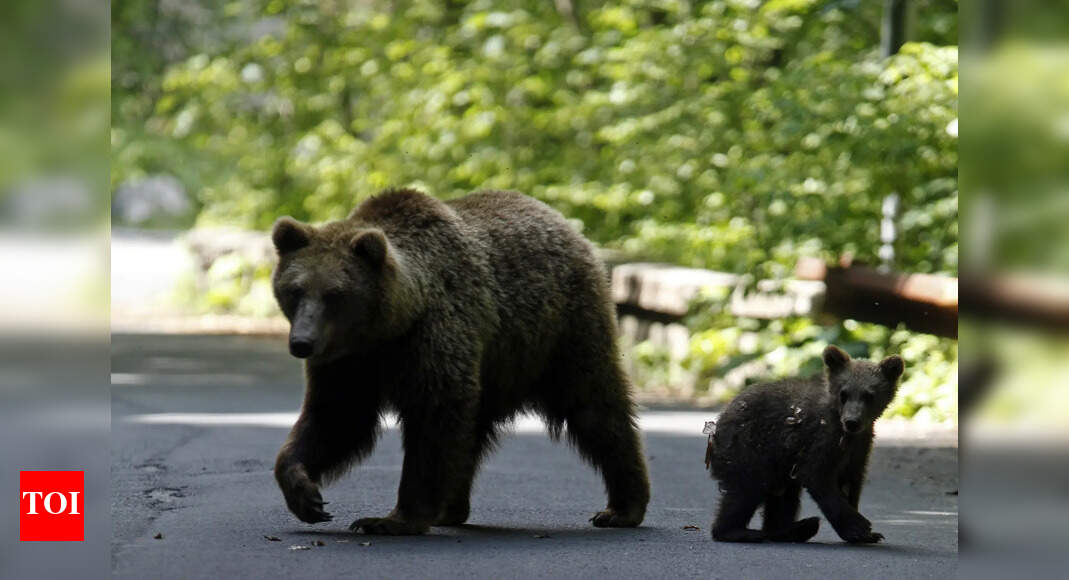 Two sloth bears found dead on rail tracks in Maharashtra's Gondia