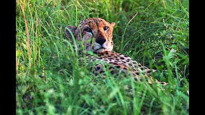 Kuno National Park water jugaad helped cheetahs survive summer