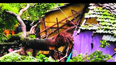 Tree collapses on a house at Vasco due to heavy rain