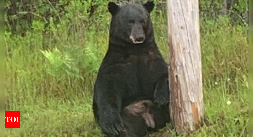 ‘No selfies’: Florida police urges locals to avoid approaching ‘depressed’ bear