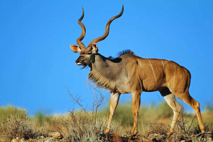 Kalahari Desert