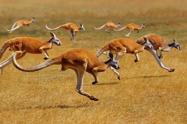 Australian Outback
