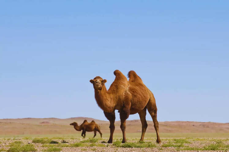 Gobi Desert