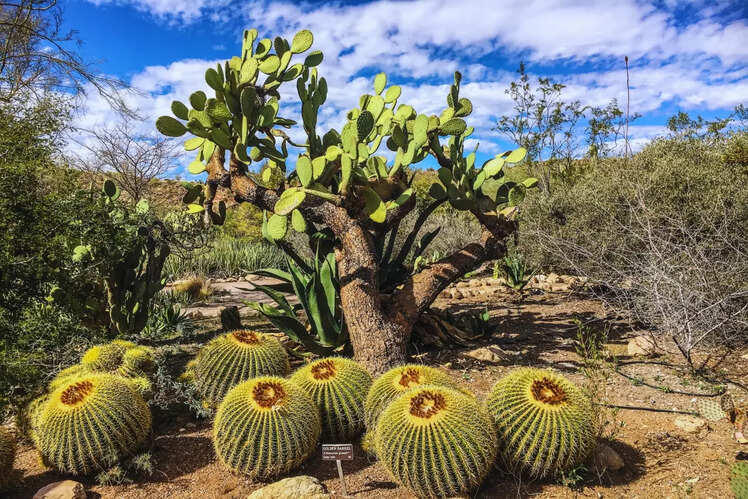 Sonoran Desert