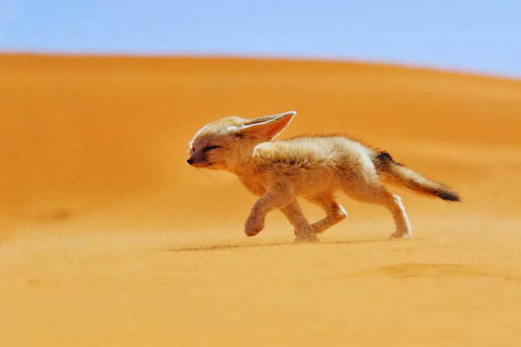 Sahara Desert