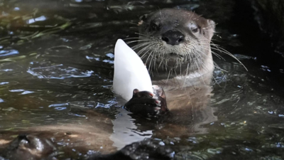 Frozen treats, cold showers and lots of ice; Florida zoo works to protect animals from summer heat