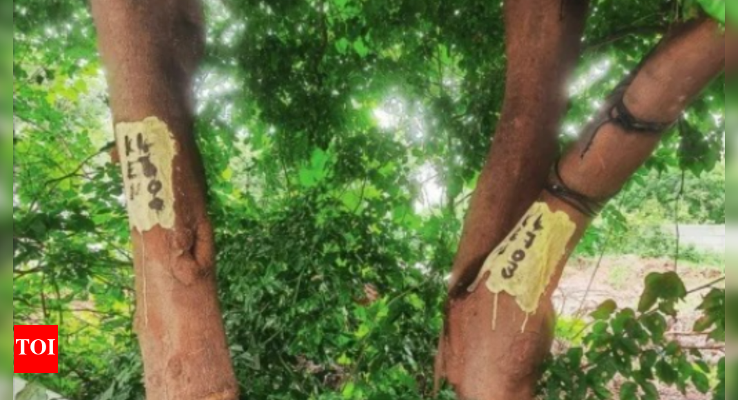 Bengaluru’s vanishing tree cover has city’s Gen Z on edge | Bengaluru ...