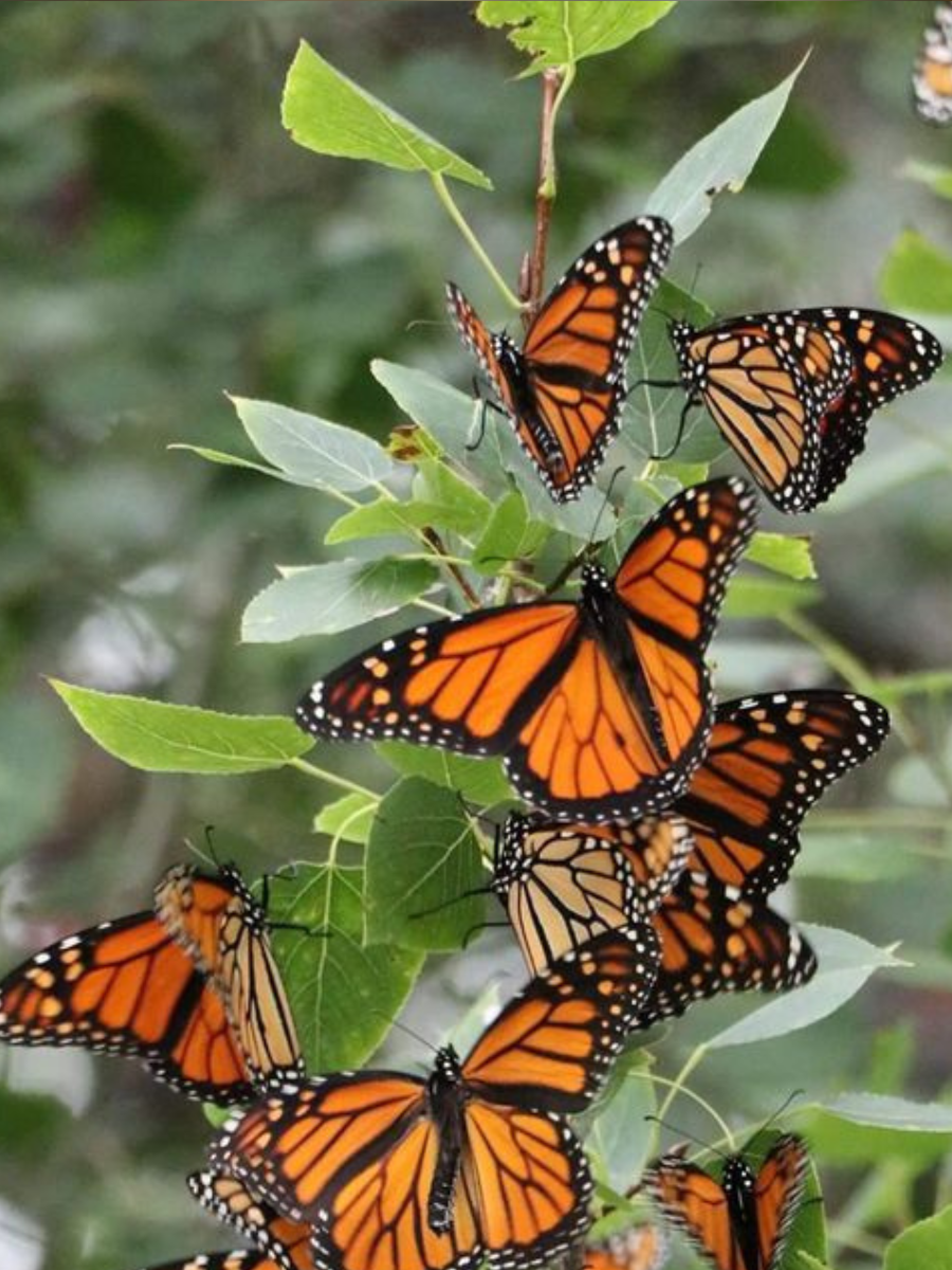 Zodiac Signs As Types Of Butterflies | Times Now