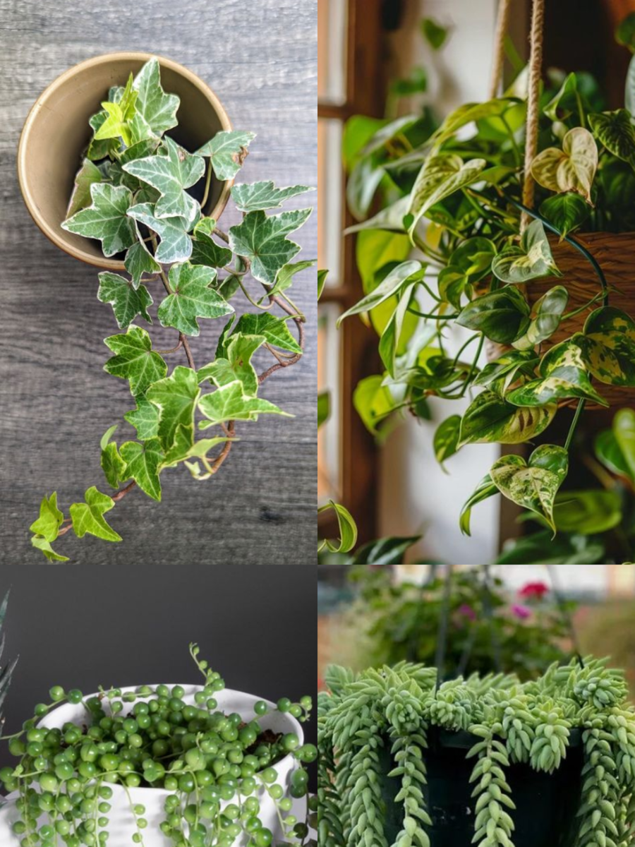 10 Best Hanging Plants That Are Hard To Kill | Times Now