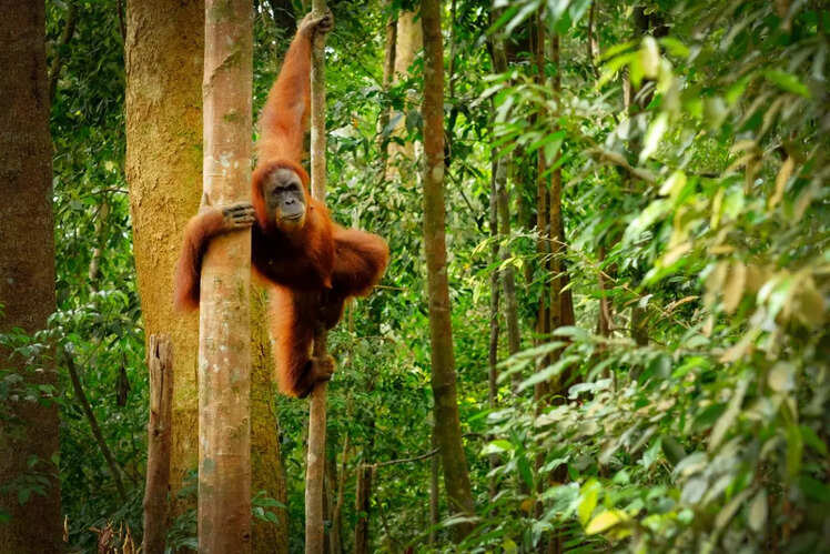 Borneo Rainforest, Malaysia and Indonesia