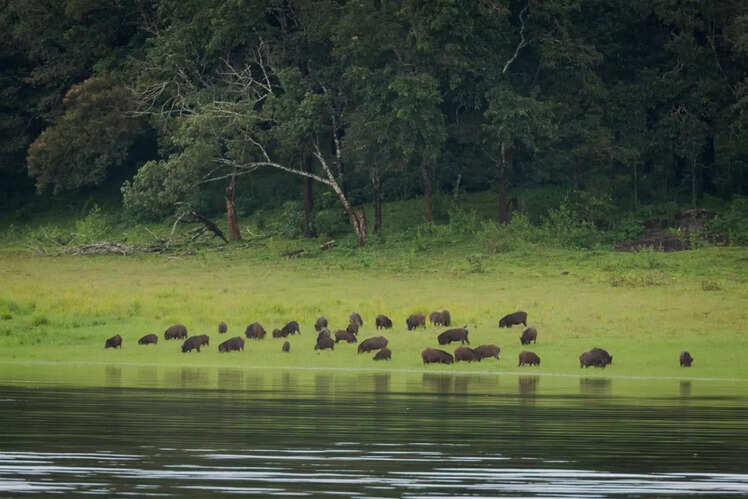 Periyar National Park, India