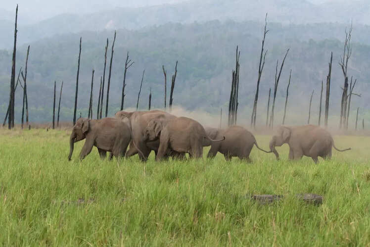 Jim Corbett National Park, India