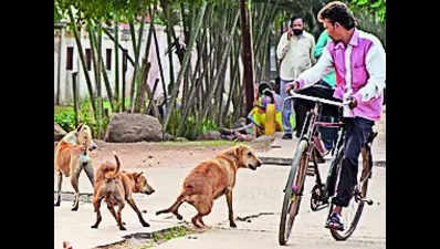 With dog bite cases up, BMC to resume sterilisation