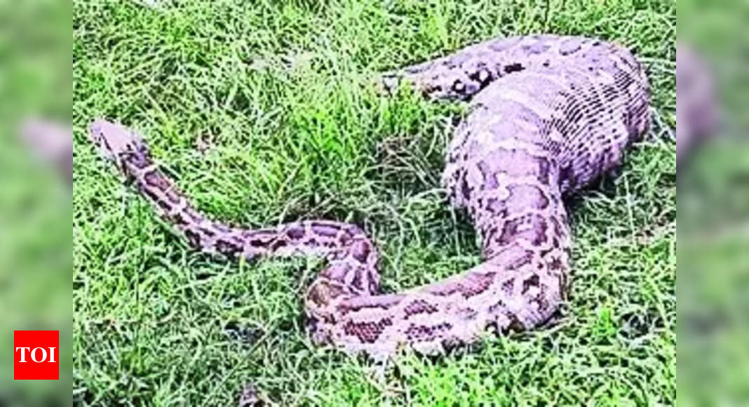 Python Swallows Goat: Python swallows goat in Ganjam | Bhubaneswar News ...