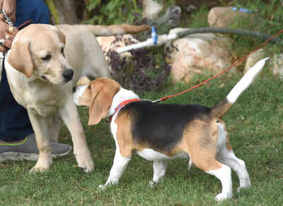 Doting Gen Z 'parents' drive pet care market