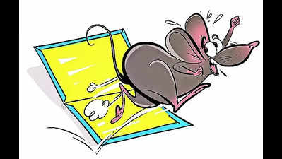 Jamnagar bans glue traps for rats