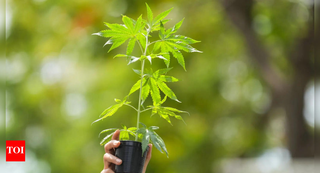 Thailand to legislate marijuana for medical use, deputy PM says