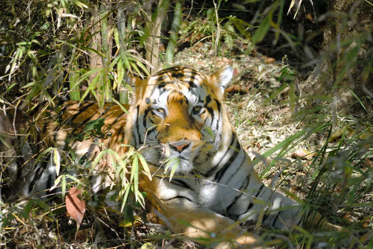 Valmiki National Park