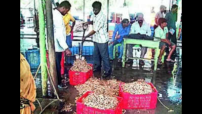 5% customs duty cut to ‘boost’ shrimp exports