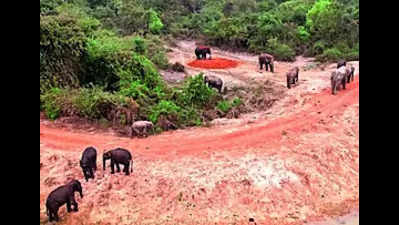 Bamboo forests in Chandaka boosts jumbo population