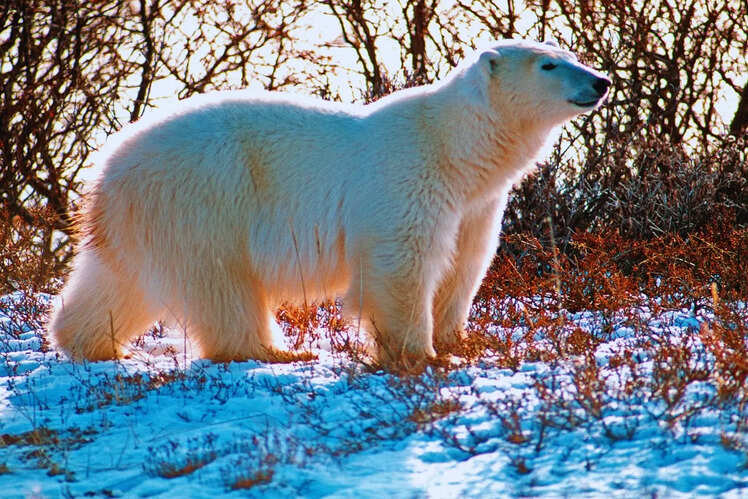 Churchill, Manitoba, Canada