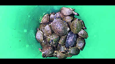 Man caught transporting 100 rare species of turtle