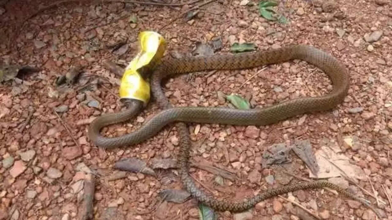 Discover 8 amazing facts about rat snakes | - Times of India