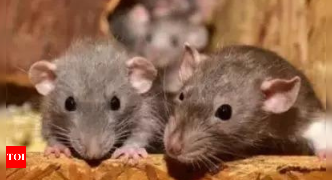 Hantavirus in US: Deadly rat disease kills four; health officials on alert – Times of India