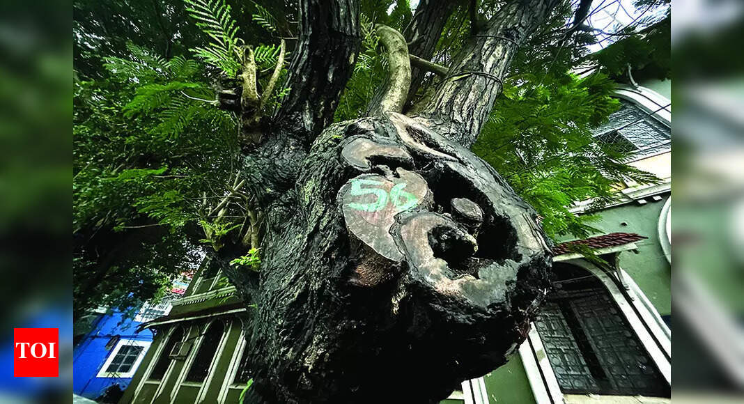 'Roots of toll from trees lie in exclusion of expert wisdom' | Goa News ...