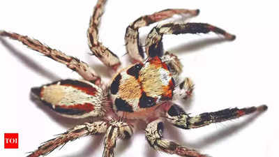 9 largest spiders in the world: Exploring the giants of the arachnid world