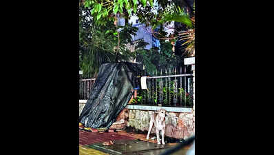 Citizens, NGOs team up to rescue trapped & lost animals amid deluge