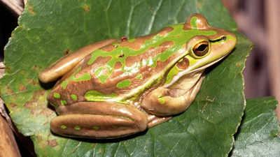 Why do frogs participate in rare cannibalism