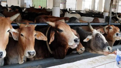 Rajasthan govt plans to hike cow protection cess on liquor from 20% to 25%