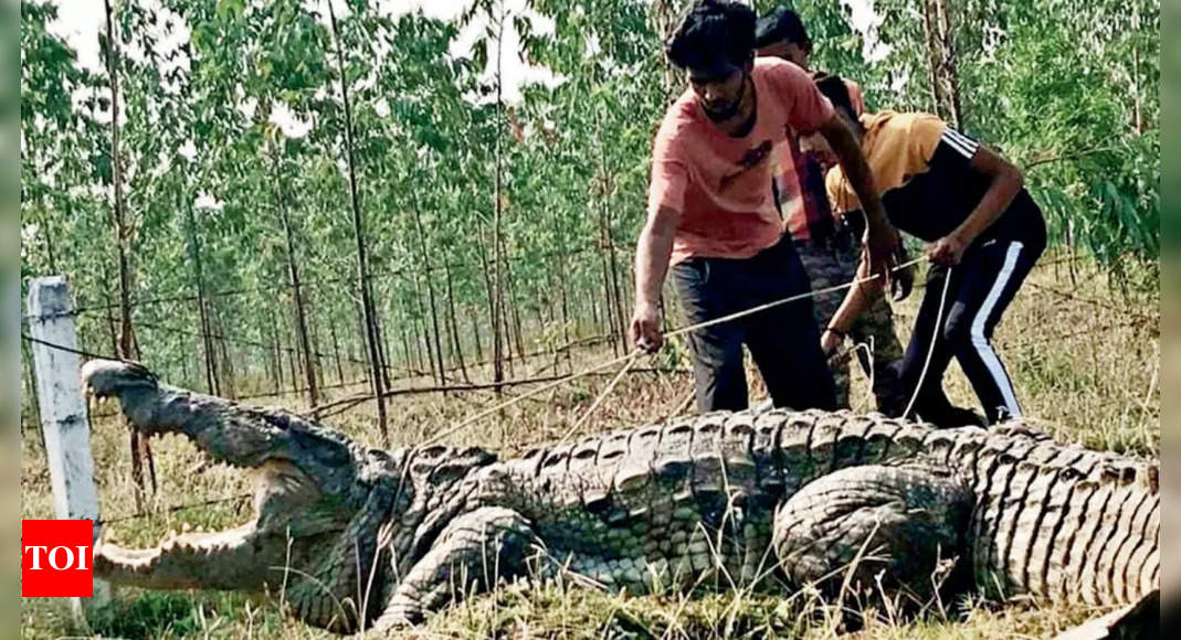 Freakaboo! crocs pop out of drains in Vadodara | Ahmedabad News - Times ...