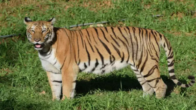 Railway line turns into Tiger graveyard in Madhya Pradesh, activist demand action