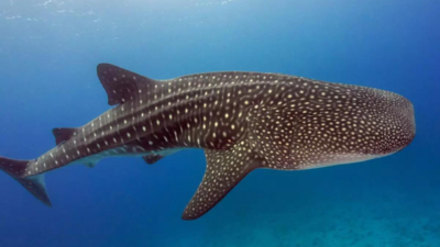 Fishermen catch 1.5 ton rare whale shark off Andhra Pradesh coast