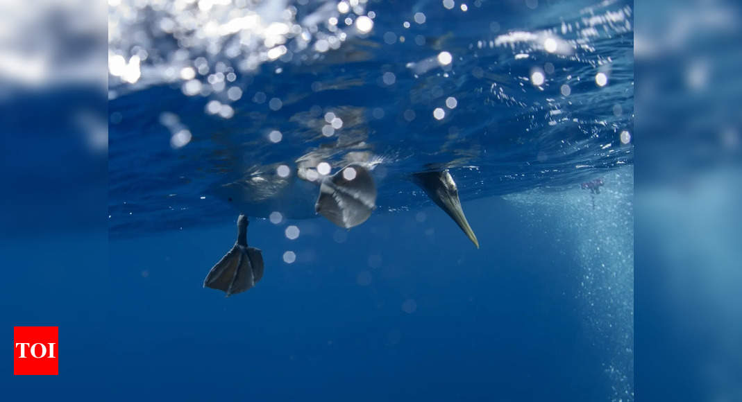 The Galapagos Islands and many of their unique creatures are at risk from warming waters